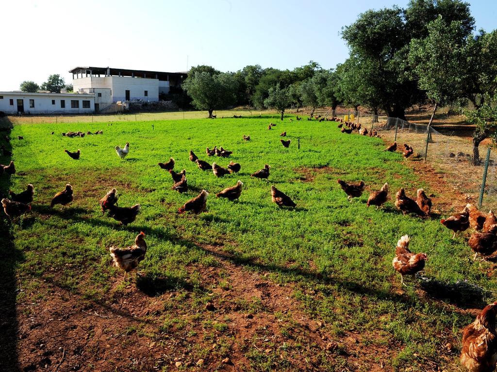 Agritria Di Umberto Anglisani Ostuni Exterior foto