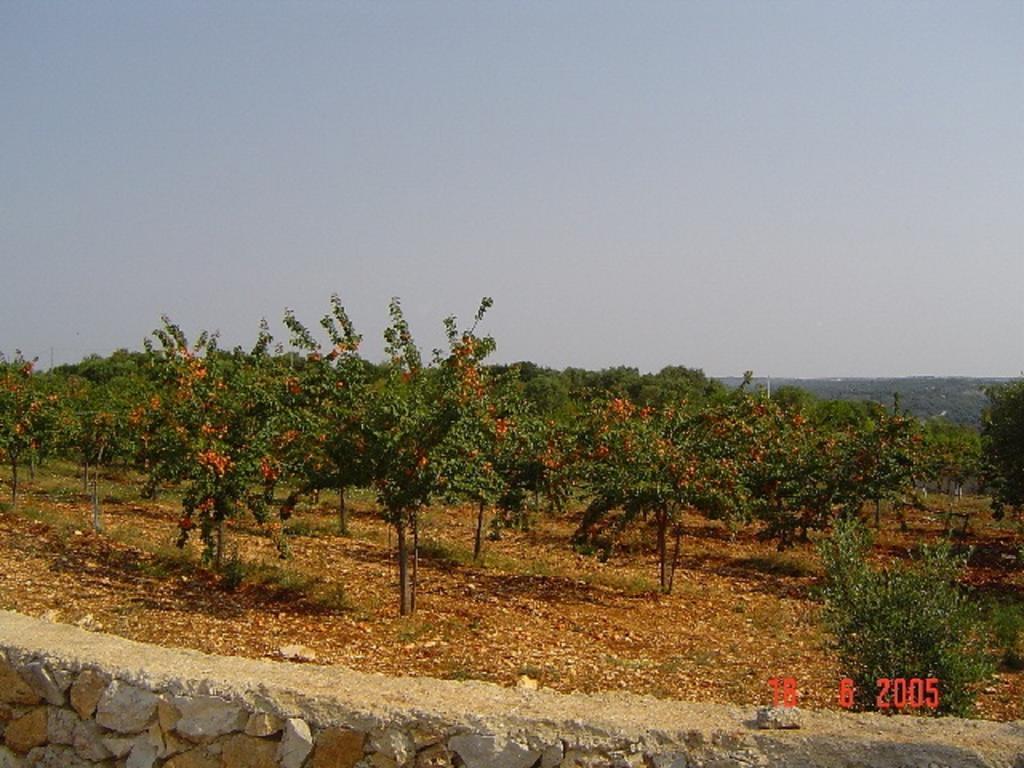 Agritria Di Umberto Anglisani Ostuni Exterior foto